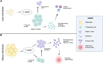 Autoimmunity as a sequela to obesity and systemic inflammation